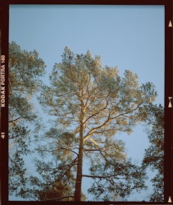 A photograph of a tall pine tree