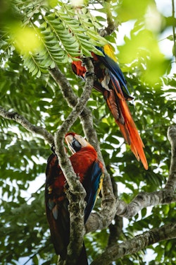 Two parrots are perched on a tree branch