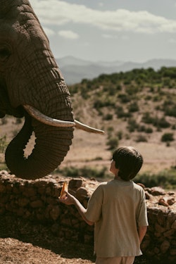 Feeding elephants 
