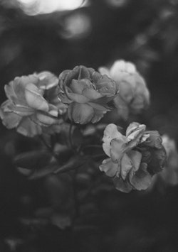 Late season roses in bnw