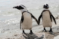 African Penguins on a Beach in South Africa