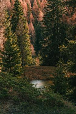 Tranquil pond surrounded by lush evergreen and autumn trees in a peaceful forest setting.