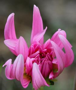 Detailed close-up of a vibrant pink dahlia flower in full bloom with delicate petals.