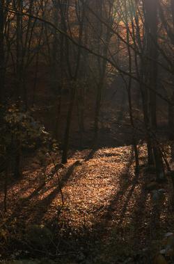 Sunlit path in a dense autumn forest in Pilis, Hungary, capturing nature's tranquility.