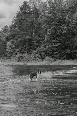 A black and white photo of a dog standing in shallow river waters surrounded by lush trees.