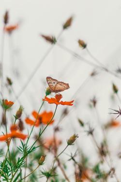 A delicate butterfly perched on a vibrant orange flower in a Brazilian meadow.