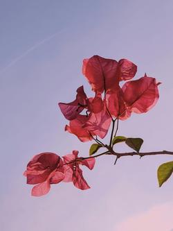 Bougainvillea