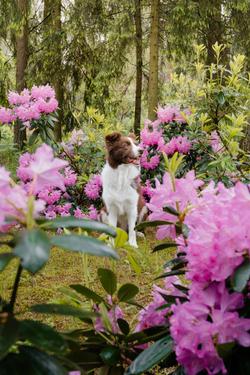 A dog playfully explores a forest surrounded by vibrant rhododendrons.