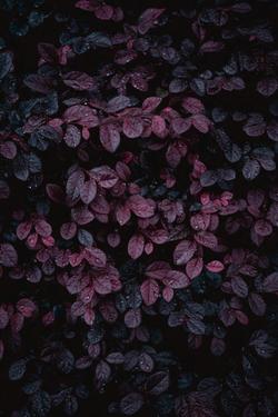 Close-up of vibrant purple leaves covered in dew drops, creating a moody and mysterious nature scene.