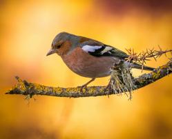 A chaffinch perched on a lichen-covered branch with a vibrant autumn background.