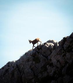 Captivating image of a mountain goat gracefully climbing a rocky cliff in Le Grand-Bornand, France.