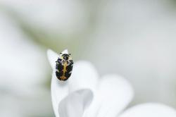 Free stock photo of beauty, beetle, black