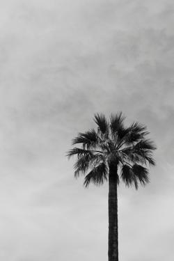 A striking black and white image of a lone palm tree against the sky.
