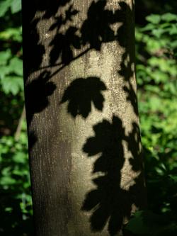 Sunlight creates leaf shadows on a tree trunk in a lush forest setting.