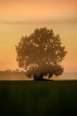 Free stock photo of alive, dreamy, estonia