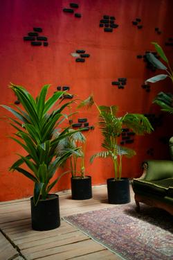 Indoor plants in a trendy green living space with orange wall.