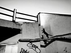 Black cat silhouette leaps against a graffiti-marked wall in İstanbul, capturing urban essence.