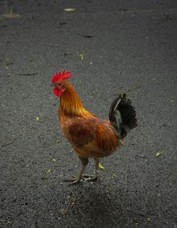Free stock photo of animals, chicken