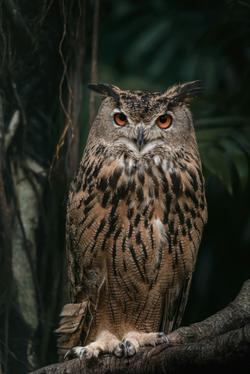 Close-up portrait of a Eurasian Eagle Owl with striking orange eyes in a natural setting.