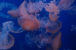 Free stock photo of aquarium, jellyfish