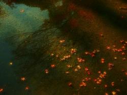 Beautiful red maple leaves float on still water reflecting trees in a Tokyo garden.