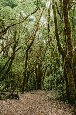 Free stock photo of atmosphere, canary islands, enchanted