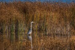 Free stock photo of heron