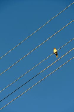 A lone bird perched on electrical wire with a clear blue sky backdrop, creating a minimalist scene.