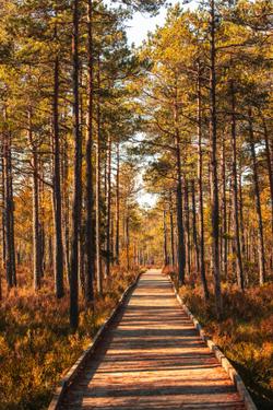 Free stock photo of 2025, 4k forest, 4k landscape