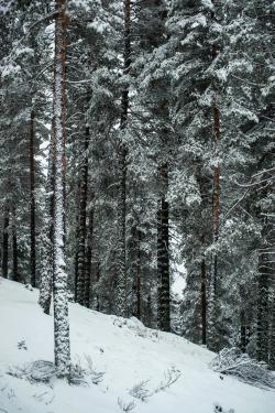 Serene winter forest with snow-covered pine trees creating a tranquil landscape.